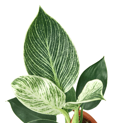 Philodendron &