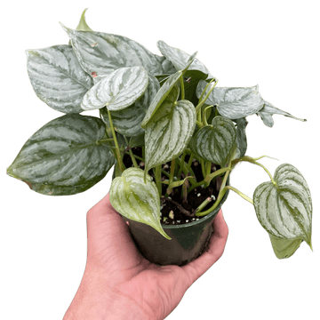 Philodendron &