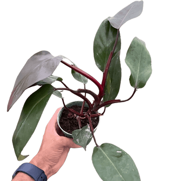 Philodendron &
