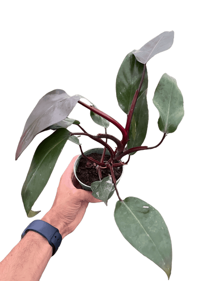 Philodendron &