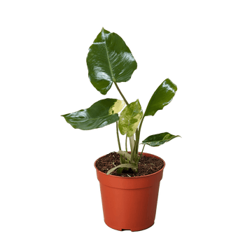 Philodendron Burle Marx Albo - Ethereal Company-Indoor Plants