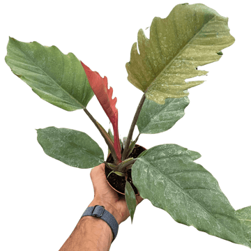 Philodendron Choco Empress - Ethereal Company-