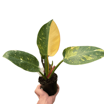 Philodendron &
