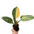 Philodendron &