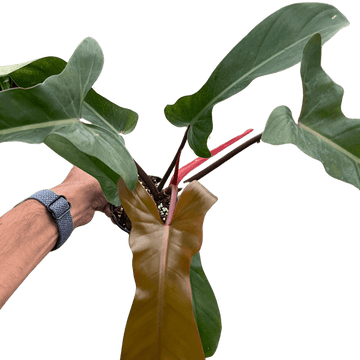 Philodendron &