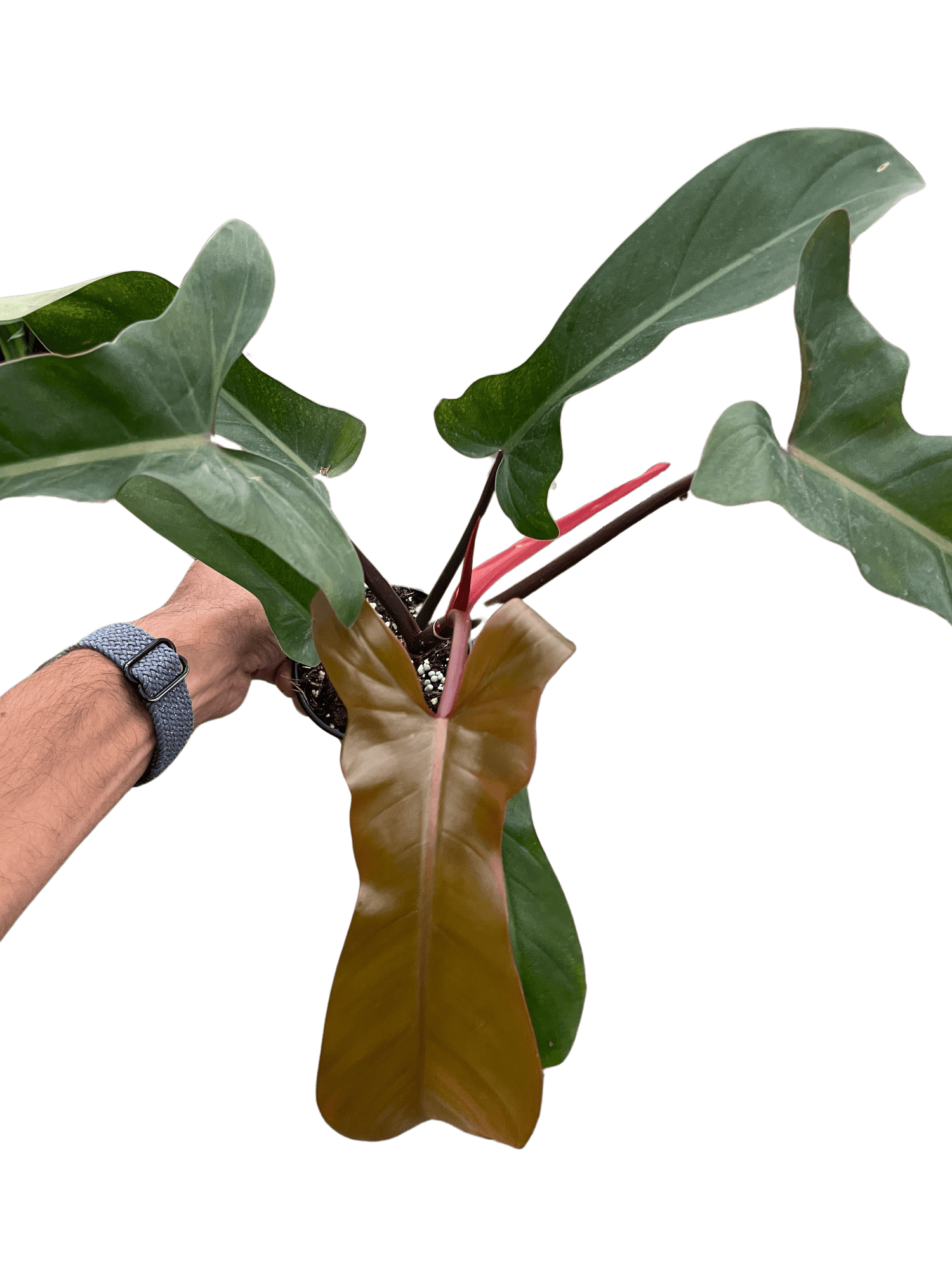 Philodendron &