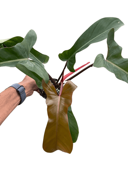 Philodendron &