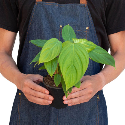 Philodendron &