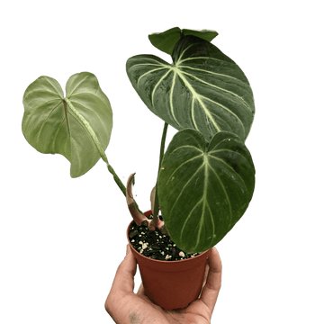 Philodendron Gloriosum - Ethereal Company-Indoor Plants