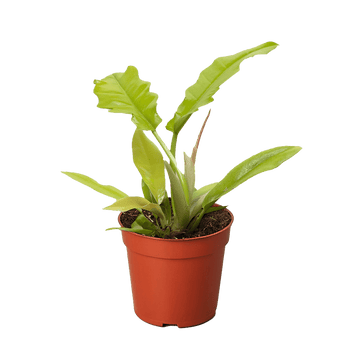 Philodendron &