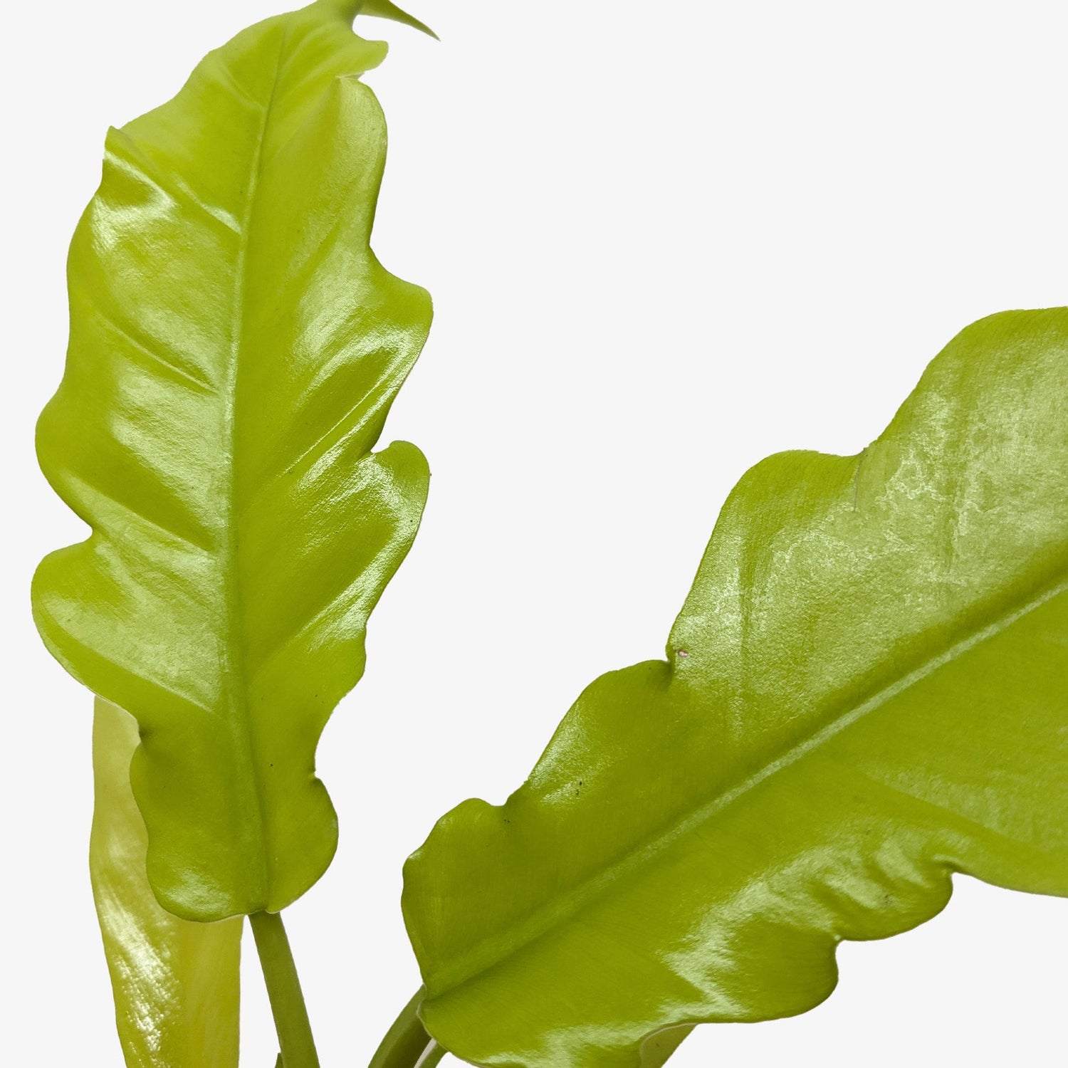 philodendron golden crocodile Philodendron 'Golden Crocodile'