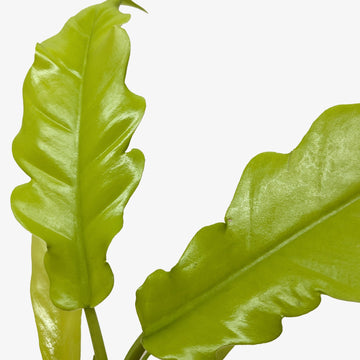 Philodendron &