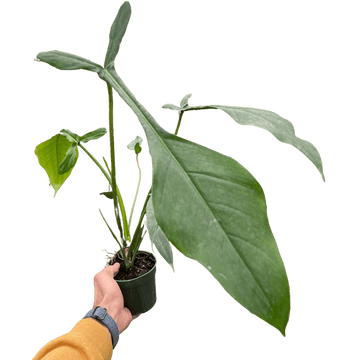 Philodendron &