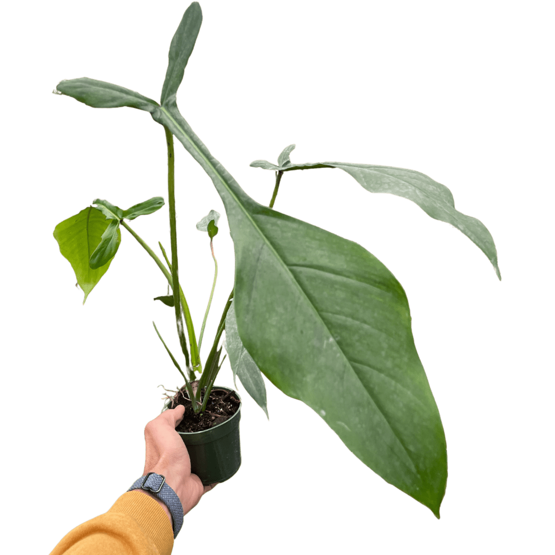 Philodendron &