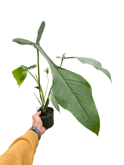 Philodendron &