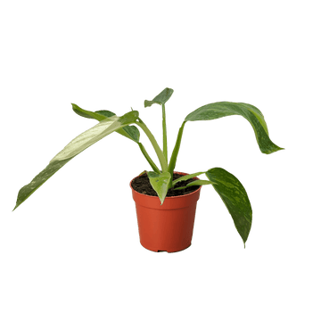 Philodendron Jose Bueno - Ethereal Company-4" Plant