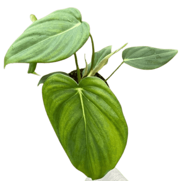 Philodendron &
