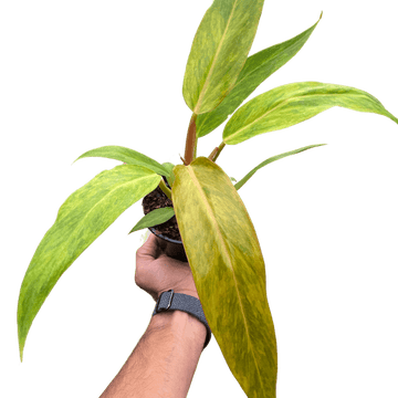 Philodendron &