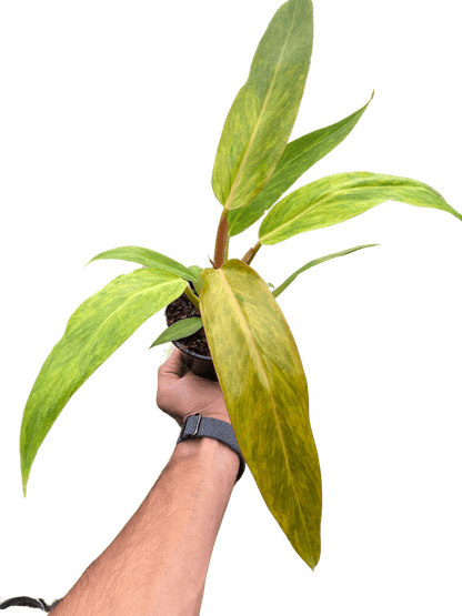 Philodendron &