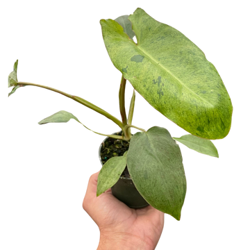 Philodendron &