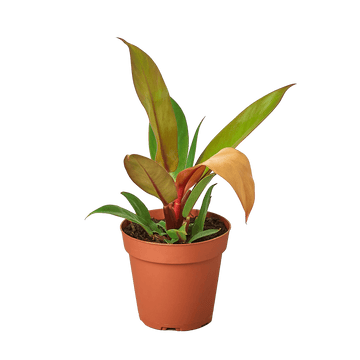 Philodendron &