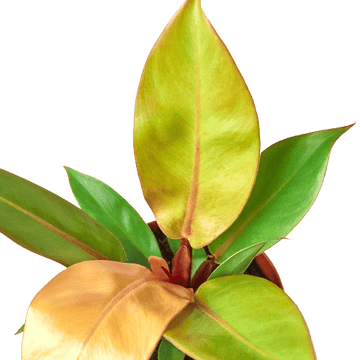 Philodendron &