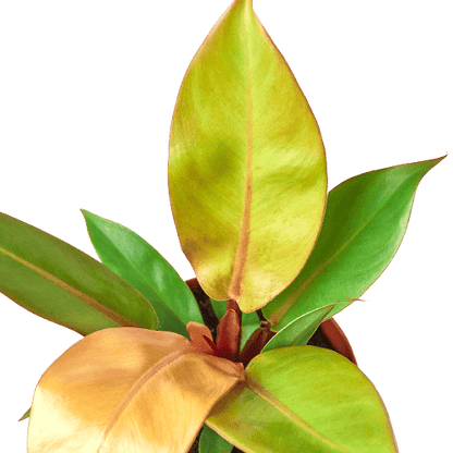 Philodendron &