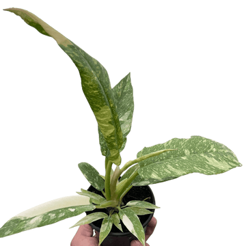 Philodendron Ring of Fire Variegated - Ethereal Company-Indoor Plants