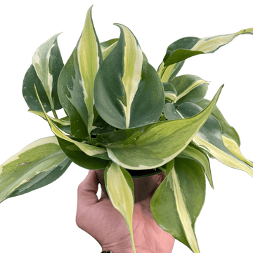 Philodendron &