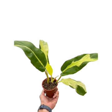 Philodendron &