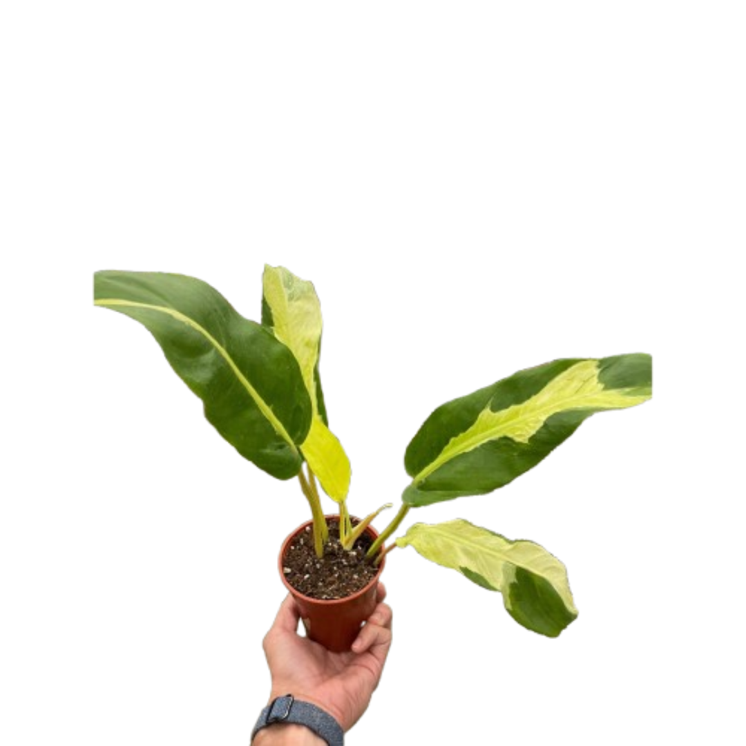 Philodendron &