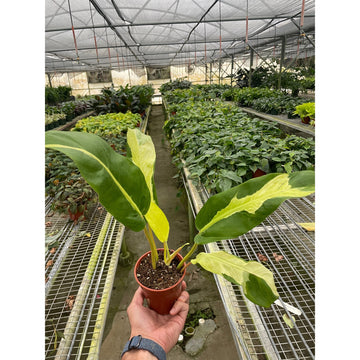 Philodendron &