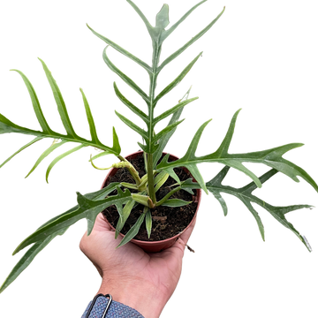 Philodendron &
