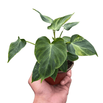 Philodendron &
