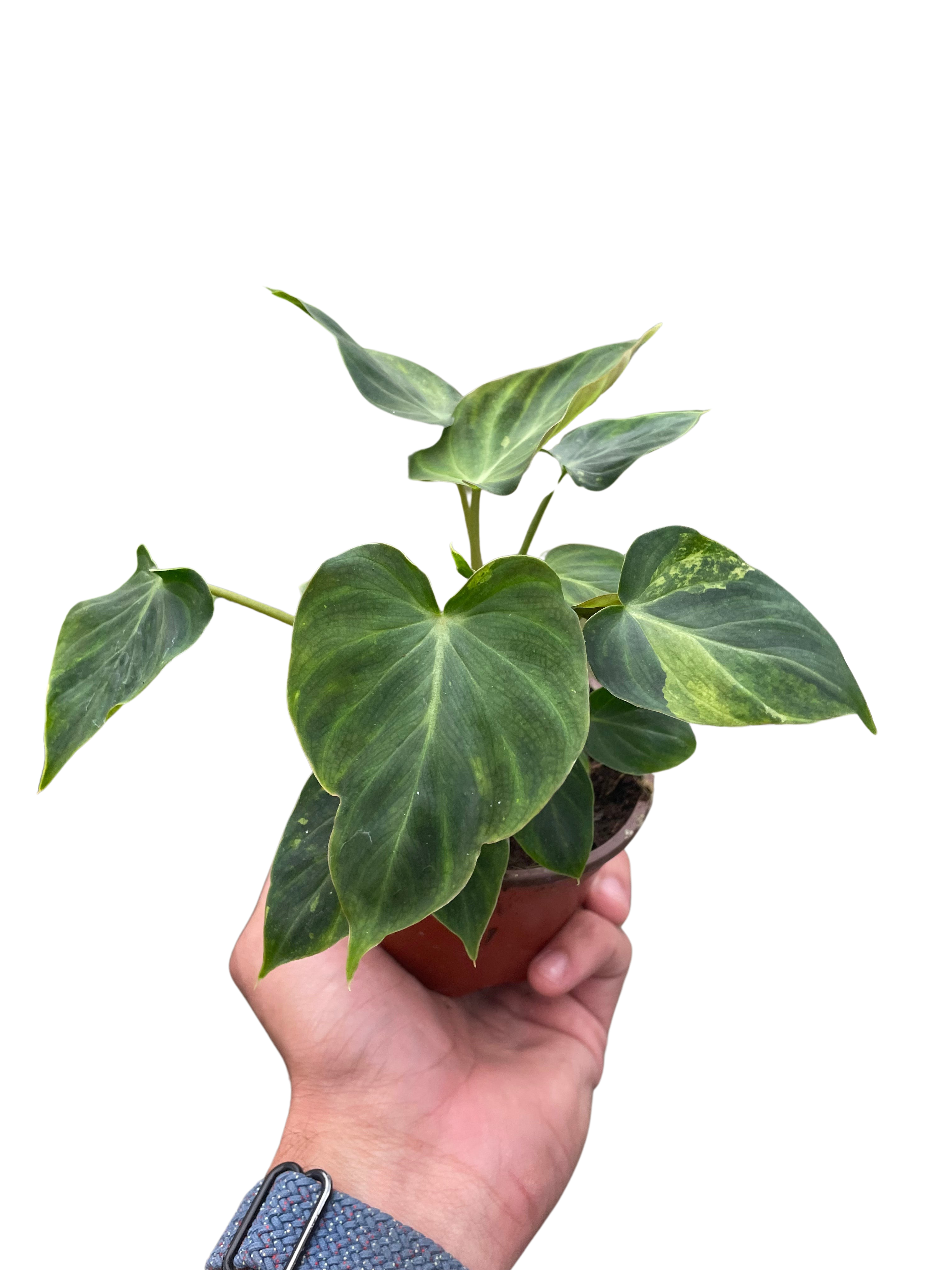 Philodendron &
