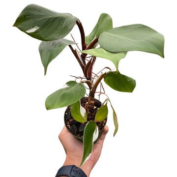 Philodendron &
