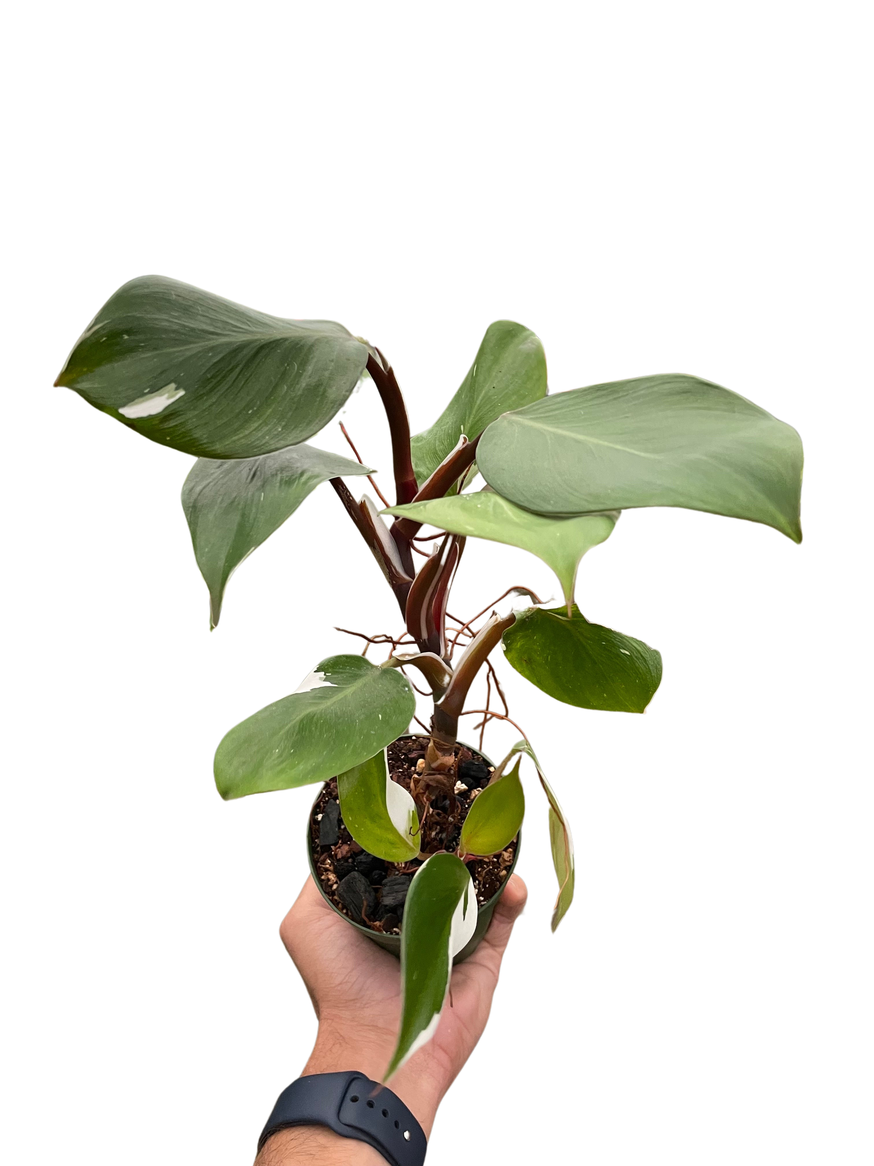 Philodendron &
