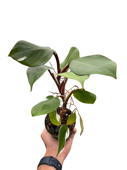 Philodendron &