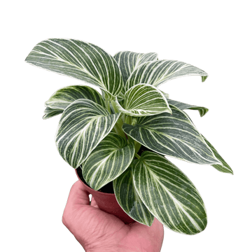 Philodendron White Measure - Ethereal Company-4" Plant