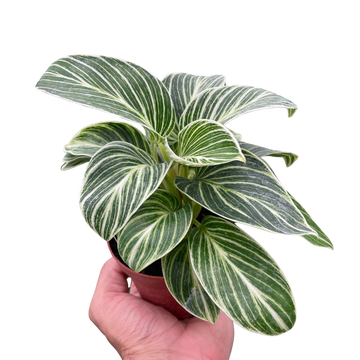 Philodendron White Measure