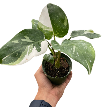Philodendron &