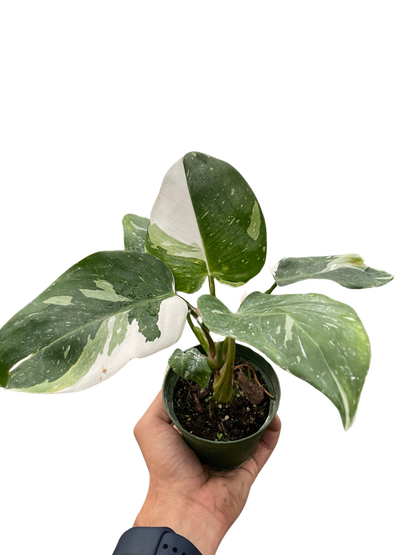 Philodendron &