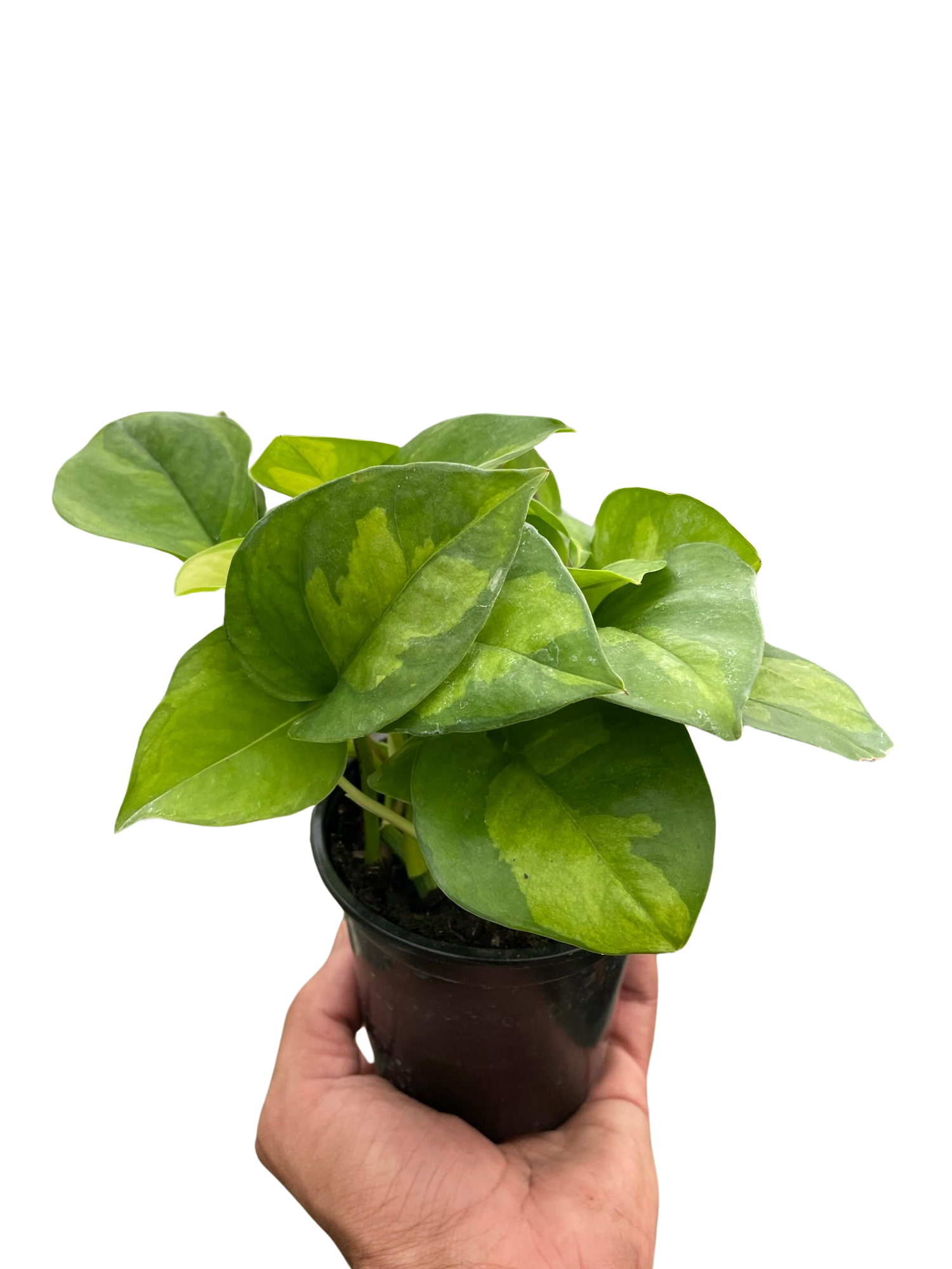 Pothos &