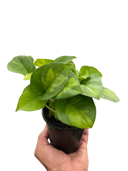 Pothos &