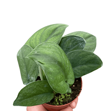 Pothos Jade Satin - Ethereal Company