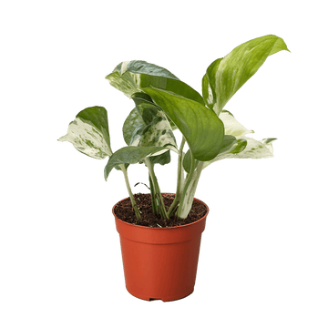 Pothos Manjula - Ethereal Company