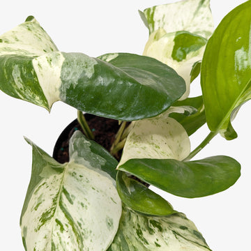 Pothos Manjula - Ethereal Company
