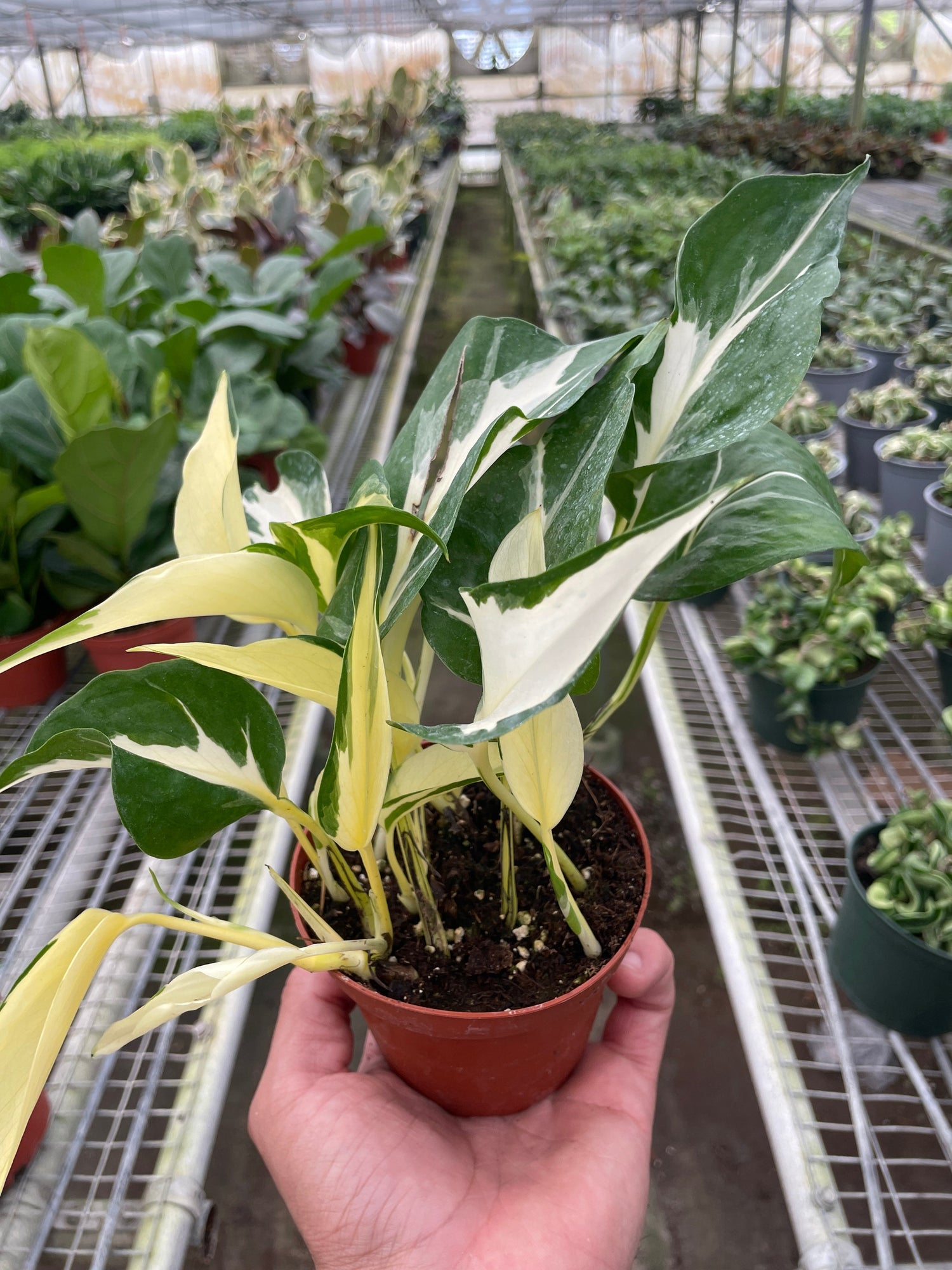 Pothos &