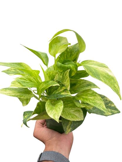 Pothos &