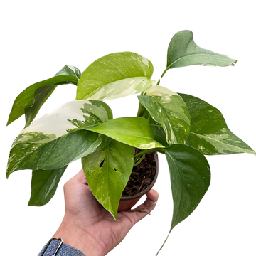 Pothos &